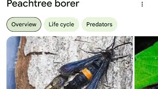 Peachtree Borers Protect Your Trees