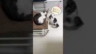 【子猫と先住猫】寝かせてくれ！ #shorts #ノルウェージャンフォレストキャット #kitten