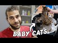 Baby Kittens Visits Veterinary! ( Adorable Kittens with Mother Cat Together )