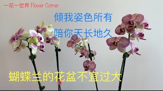 蝴蝶兰的花盆不宜过大  蝴蝶兰的花龄有多长？摆放有什么技巧？用什么盆好？“倾我姿色所有 陪你天长地久” 18