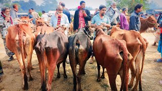 ১০/০২/২৫/ #হাড্ডিসার গরু একেবারে পানির দামে বিক্রি হচ্ছে রানিগঞ্জ গরুর হাট haddi gorur dam #cow দাম