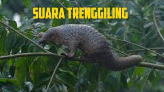 SUARA TRENGGILING