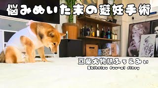 【柴犬回顧録③】家族である愛犬の避妊手術を悩みぬいた末に決断しました After much thought, I decided to have my family dog spayed.