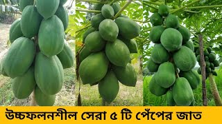 পেঁপের জাত পরিচিতি পেঁপের ভালো জাত গুলো জেনে পেপে চাষ করতে হবে