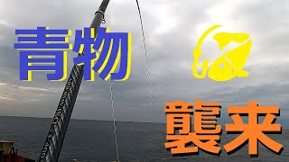 関西ノマセ釣りシーズン到来！大物狙いに凄いアタリが来たっ！