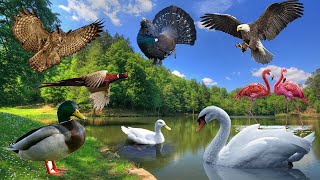 Bird sounds: duck, owl, swan, goose, eagle - Animal moments