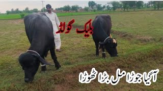 پیور نیلی کا شھزادہ مالی بلیک گولڈ Pure Nili Ravi buffalo Bull for sale