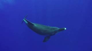 【 ミナミハンドウイルカ 】世界自然遺産・小笠原諸島　【 WILD DOLPHIN OF THE BONIN ISLANDS 】World Natural Heritage・Bonin Islands