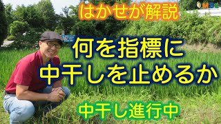 はかせが解説 「何を指標に中干しを止めるか」（中干し進行中）