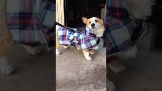 犬可愛いコーギー　カッパがお気に召さない様子の犬Dogs who don't like raincoats#shorts #youtubeshorts