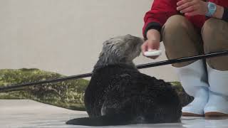 鳥羽水族館 ラッコ キラちゃん新しいおやつの貰い方「お皿は返すね！」