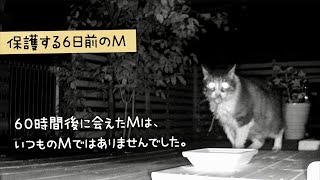 地域猫Mを緊急保護する6日前までの動画です。