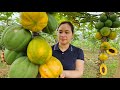 Harvest Ripe Papaya Goes To Market Sell - Cook papaya for pigs - Lunch with Ly Phuc An