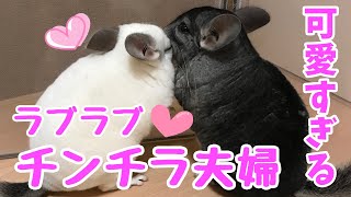 【チンチラ】いちゃいちゃするチンチラ夫婦が可愛すぎる【癒し】