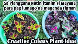 Coleus Mayana Plant/  Creative Coleus Plant idea