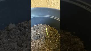 Growing Hops On My Patio