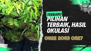 0822.2083.0527 (Tsel) Harga Bibit Kelengkeng Rubi