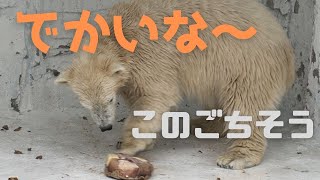 栄養満点、氷のプレゼント#２💗シロクマの母娘