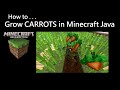 How To Grow CARROTS in Minecraft Java 2024