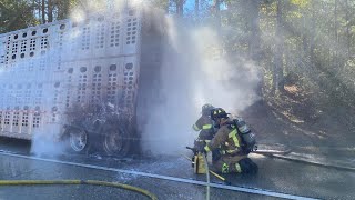 Several cows die after cattle truck fire on I-20, officials say, 11 still unaccounted for