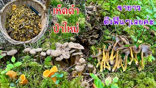 เก็บเห็ดดำป่าใหม่ ยังมีให้เก็บเรื่อยๆค่ะ 😁🍄 คนเยอะเต็มป่าเลย😅🍄🍄