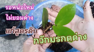 สูตรดินเร่งหน่อ กวักมรกตด่าง |วัสดุใกล้ตัวผสมง่าย