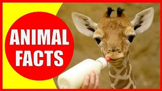 Top 5 Amazing Facts About Animals #shorts #viral @FactTechz @mr.sfacts9886