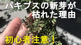 【初心者注意！】パキプスの新芽が枯れた2つの理由