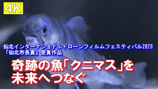 【4K】「奇跡の魚」クニマスを未来へつなぐ。制作：河口湖有線テレビ放送有限会社（4K番組）仙北インターナショナルドローンフィルムフェスティバル2020「仙北市長賞」受賞作品