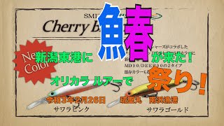 東港に春が来た！サワラが来た！オリカラ ルアーで、入れ食いボートサワラ！２０２１.２.２６