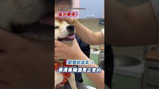 【不獸控制(?)】萌柴感冒就醫 獸醫羞喊：好可愛唷！｜柴犬｜獸醫｜可愛｜搞笑｜害羞