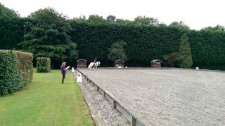 Prelim 1 dressage at Addington 4th place.