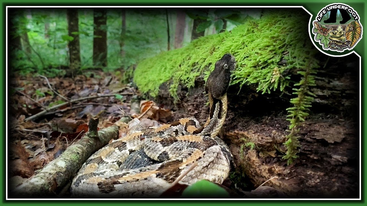 How Do Timber Rattlesnakes Hunt? - YouTube