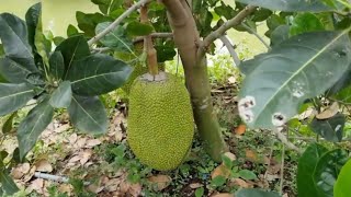 how to graft jackfruit for beginner #jackfruit