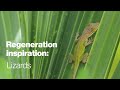 Regeneration inspiration: Lizards