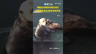 【萌寵】溫馨！海獺寶寶被水拍打媽媽一把護入懷中