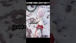 눈사람을 처음본 강아지 반응! #shorts #강아지 #말티즈