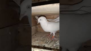 my kaldum pigeon#shrotsvideo