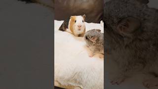 Chinchilla Baby Surprised to Meet a Guinea Pig