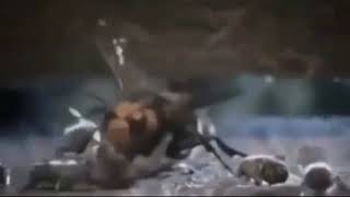 Hornet get jump by bees (meme)