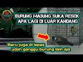 kutilang mabung gangguin burung kolibri manggar