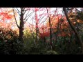 【鎌倉の紅葉】 天園ハイキングコース 獅子舞の紅葉2011