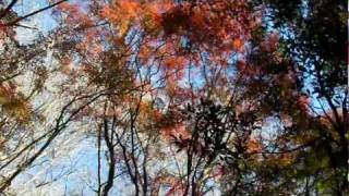 【鎌倉の紅葉】 天園ハイキングコース 獅子舞の紅葉2011