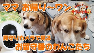 【ビーグル犬】ママ～お帰り～ お留守番のわんこたち