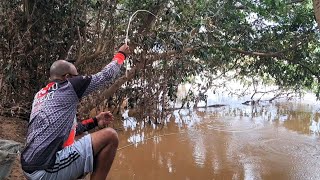 Quais peixes estão se alimentando dessa frutinha na margem do rio? Pescaria caipira