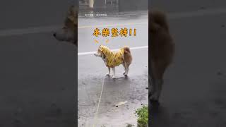 【本柴就是任性】颱風天下大雨 柴柴堅持雨中上廁所｜柴犬｜颱風｜狗狗｜寵物