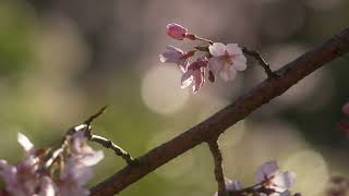 春日大社の枝垂れ桜