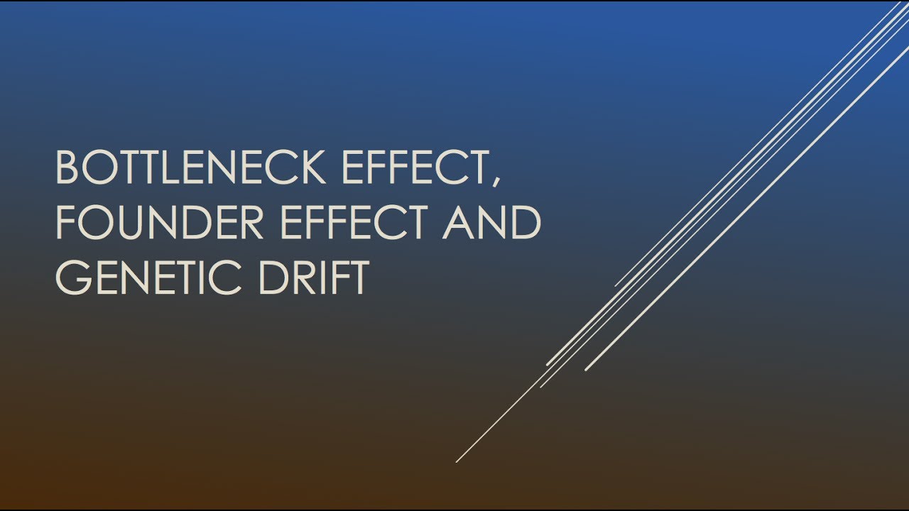 Ppt Genetic Drift Bottleneck Effect And Founder Effect