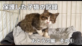 保護した子猫の記録　おとうふ編　その１