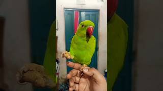 #parrot#eat#peanut#enjoy#mithu#talkingparrot#parrotlover#parrotvideo#parrotspeak#viral#animals#birds